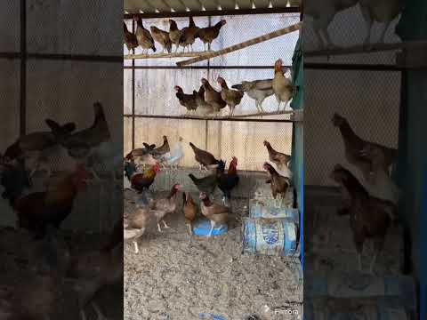 Image Youtube