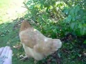 nid de pouleLa poule sur Daily Motion